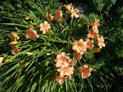 daylily childrance festival