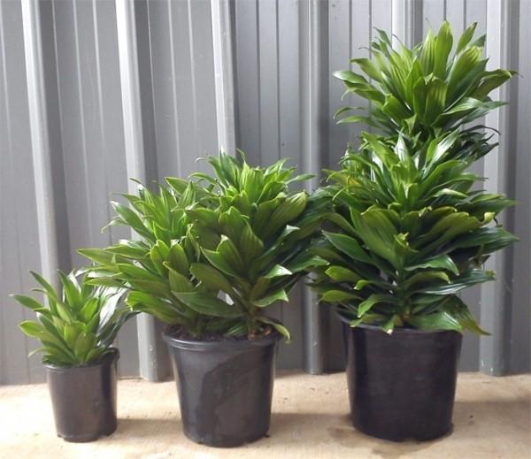 Dracaena ขนาดเล็กกะทัดรัด