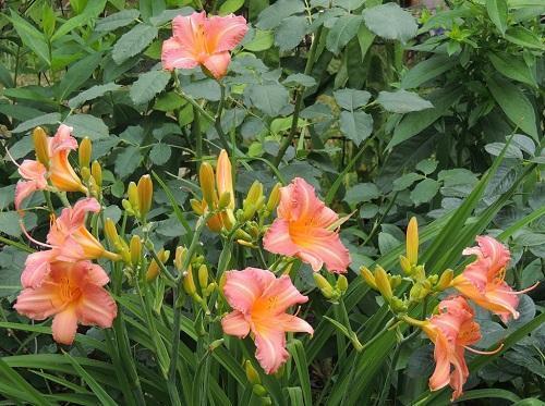 daylily หนุ่ม