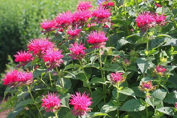 Monarda สีม่วงยืนต้น