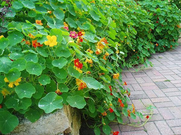 nasturtium i en blomsterbed