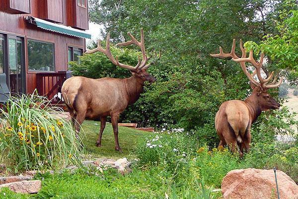 rådyr på nettstedet