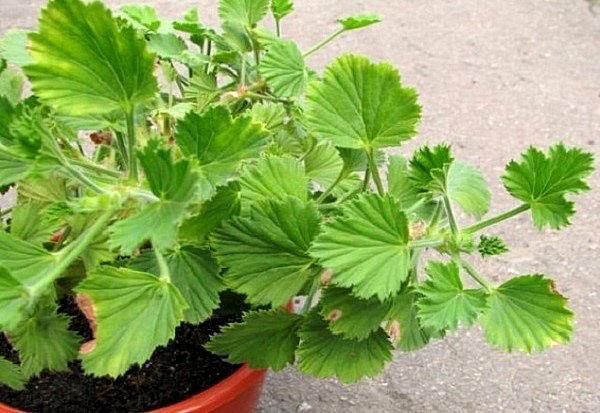 pelargonium nekvete