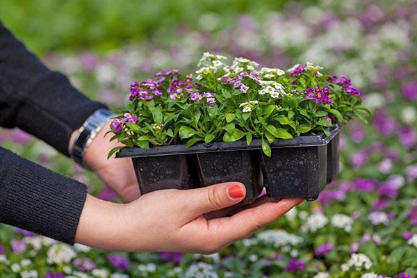 plante alyssum i åpen bakke