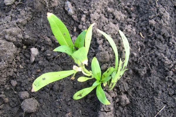 plante floks i åpen bakke