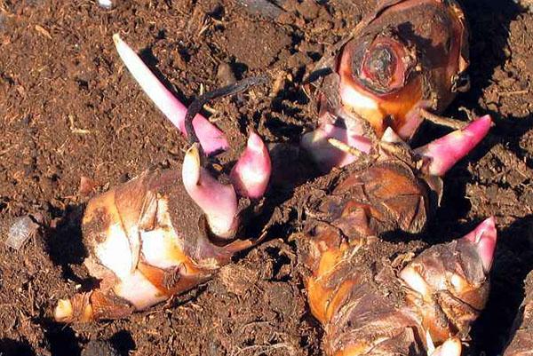 å plante hermetikknoller i åpen bakke