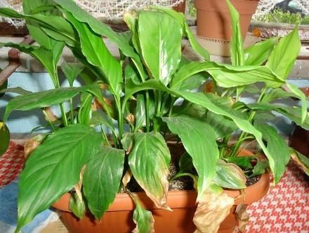 problémy s růstem spathiphyllum