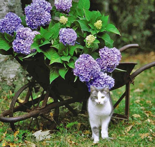 frodig hortensia blomstrer