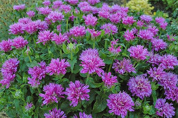 frodig blomst av monarda