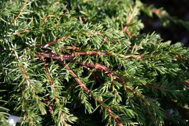 กิ่งไม้เขียวชอุ่มของ Repanda juniper