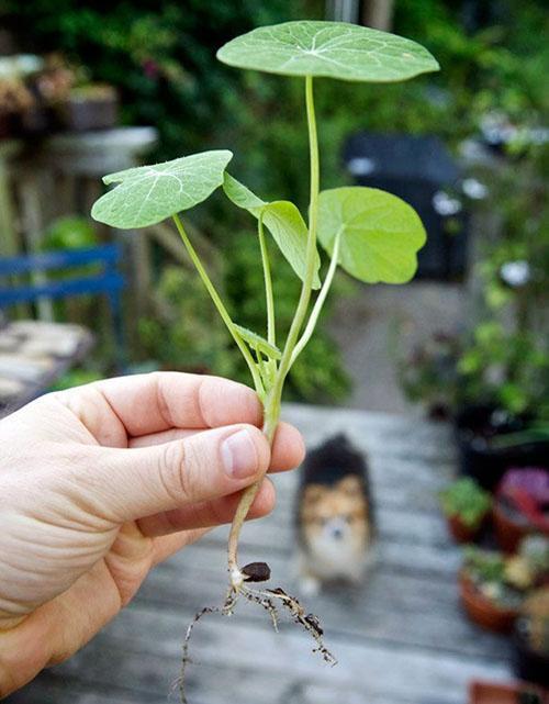 ต้นกล้าของ nasturtium สำหรับทุ่งโล่ง