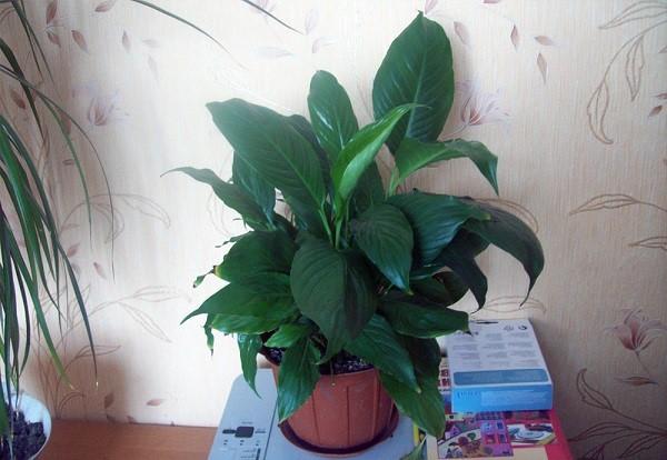 spathiphyllum ที่บ้าน