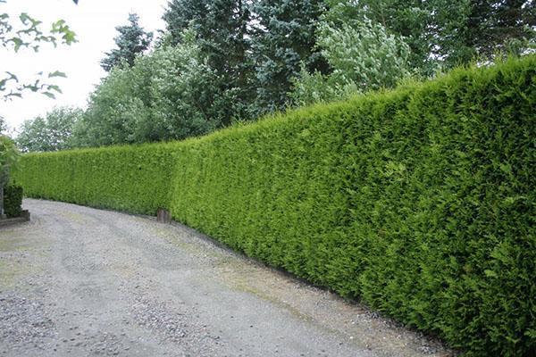 stříhaný živý plot thuja