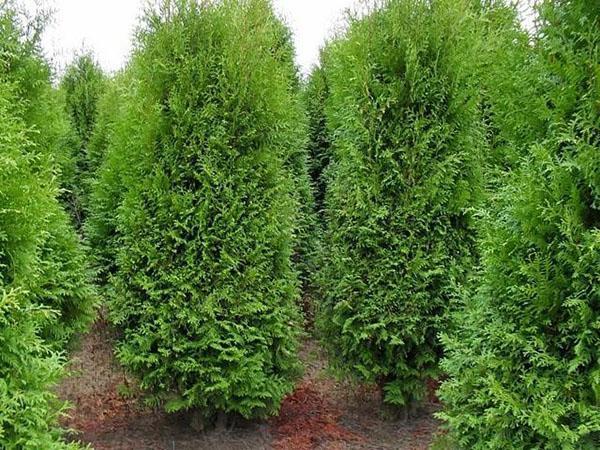 thuja brabant na živý plot