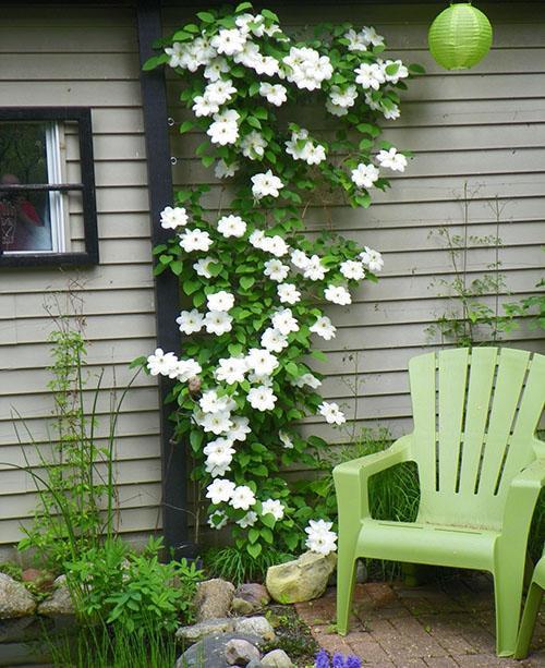 fantastiske clematis på sommerhuset deres