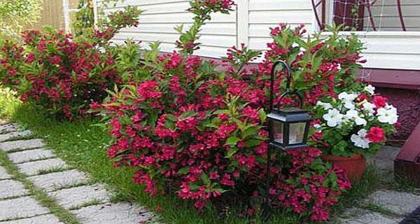 weigela ในสวน