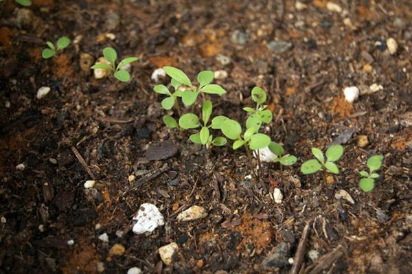 alyssum frøplanter