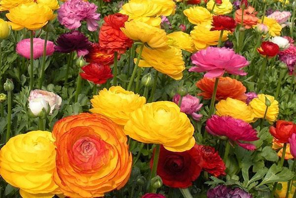 ranunculus สดใส