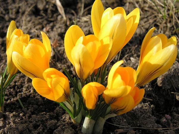 crocuses สีเหลือง