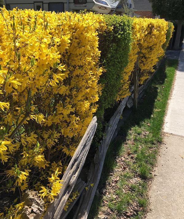 forsythia živý plot