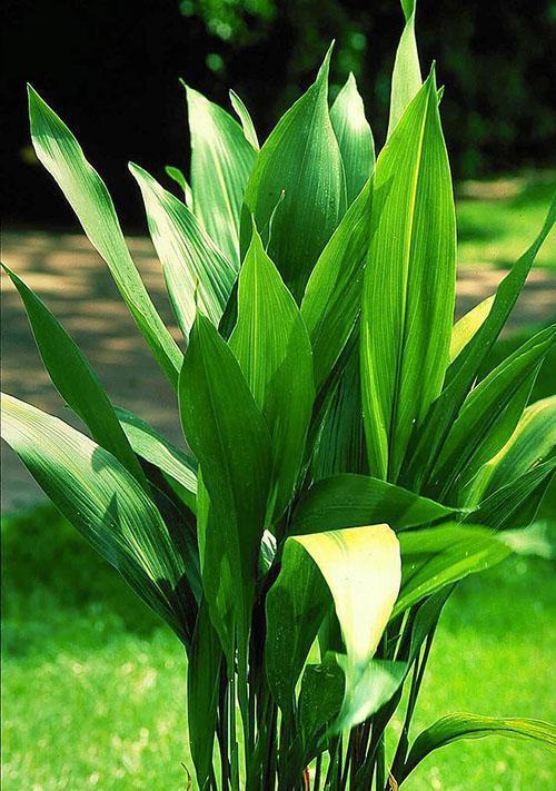 aspidistra w ogrodzie