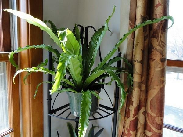 asplenium ในการตกแต่งภายใน