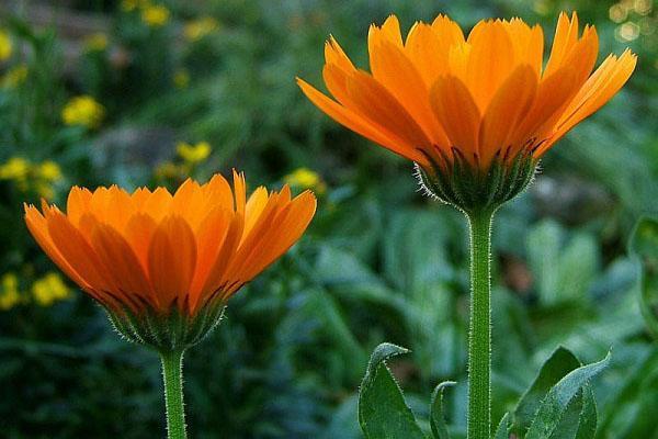 medisinsk calendula blomstrer