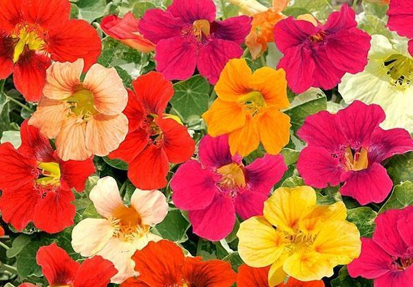 blomstrende nasturtium