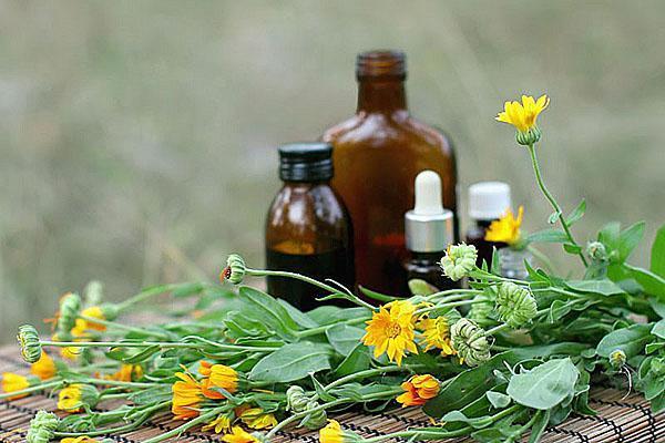 calendula blomster brukes til å forberede skjær