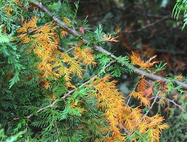 přirozené žloutnutí jehel thuja