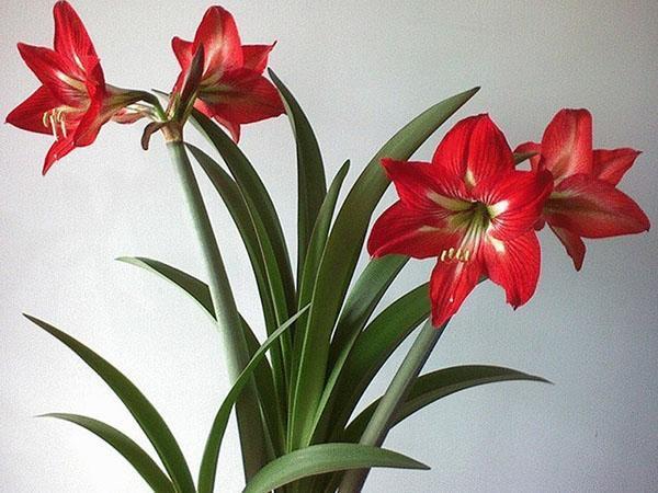 hippeastrum w domu