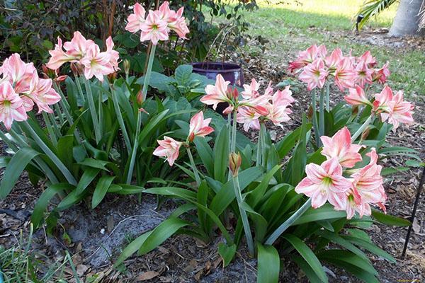 hippeastrum na otevřeném poli