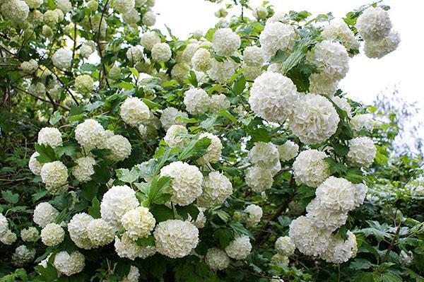 viburnum buldenezh ในสวน