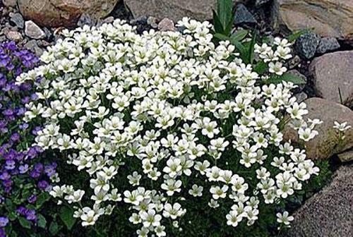 สด saxifrage