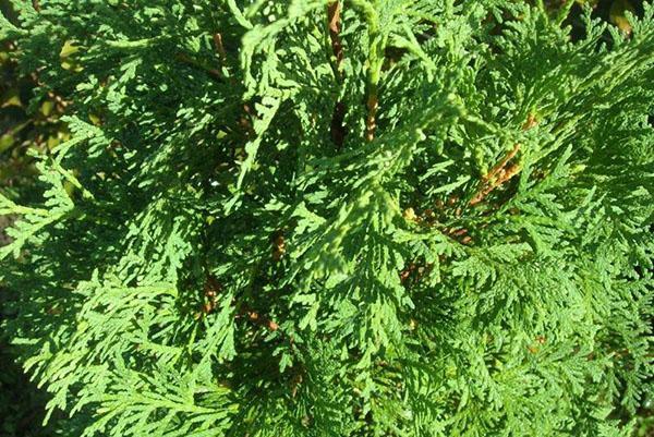 มงกุฎของ Thuja Smaragd