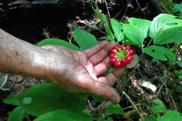 blader, blomster og frukt av ginseng har ikke gunstige egenskaper