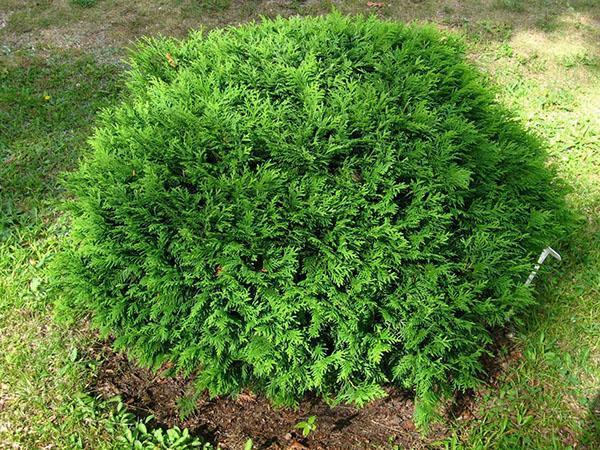 wolno rosnąca thuja hoseri