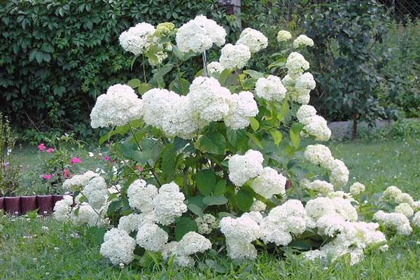 ที่ลงจอดของ viburnum buldenezh