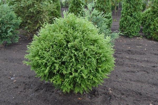 เว็บไซต์เชื่อมโยงไปถึง Thuja Woodwardy