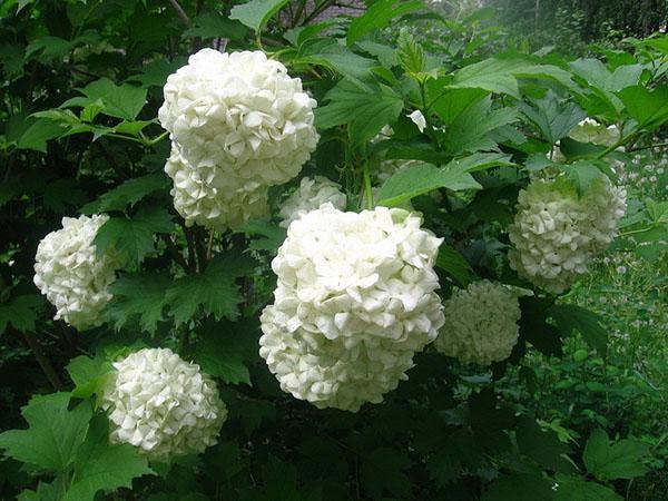 การออกดอกของ viburnum buldenezh อย่างอ่อนโยน