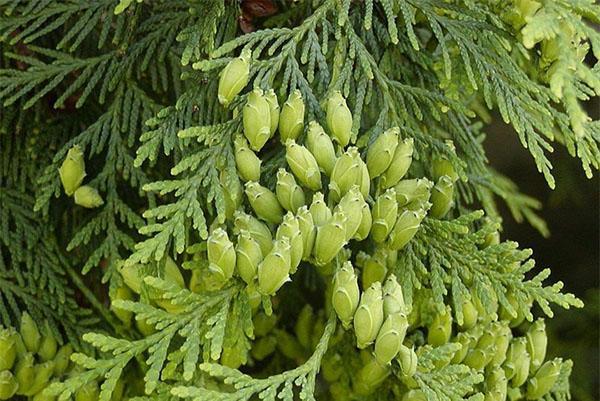 Thuja ผลไม้ของ Columna