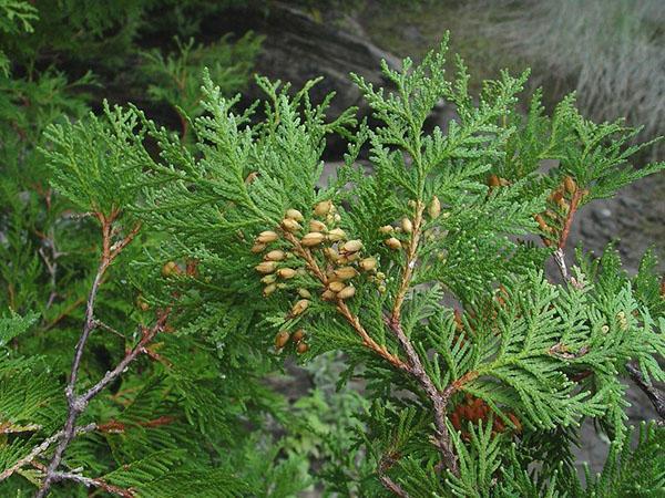 ovoce thuja woodwardi