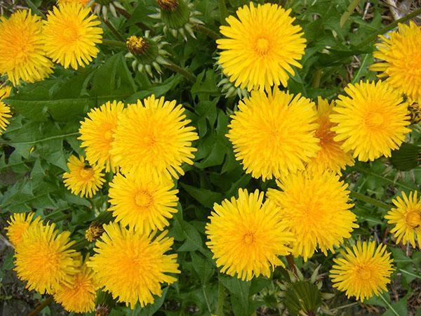 solrike nyttige blomster