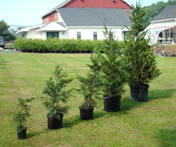 plante en frøplante på en tomt