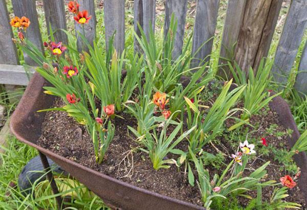 plante sparaxis i et mini-blomsterbed