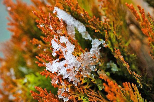 thuja po zimě zžloutla