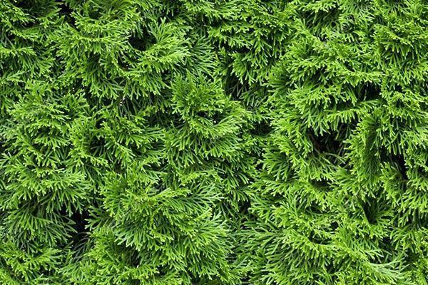 มงกุฎอันเขียวชอุ่มของ Thuja Columna