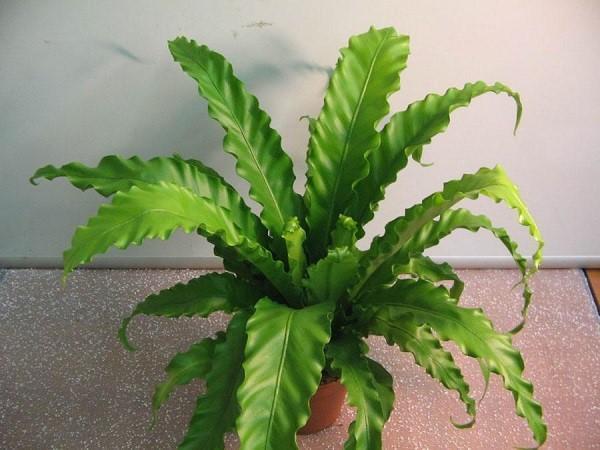 Asplenium južnoazijski