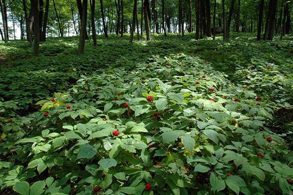 voksende ginseng