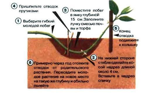 reprodukce spirea vrstvením